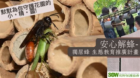 土蜂築巢|【生物多樣性的美好日常】邀請獨居蜂入厝 陽台就是。